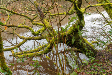 Fototapeta premium Tree trunk