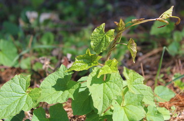 green leaves of a tree