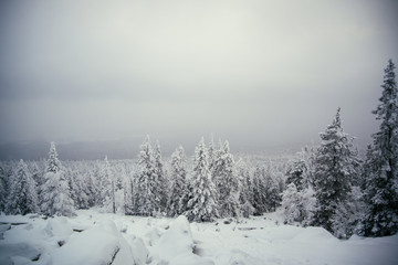 Winter forest of Southern Ural