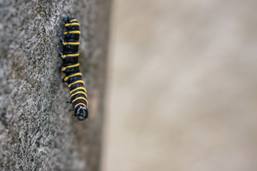 caterpillar walking on the wall
