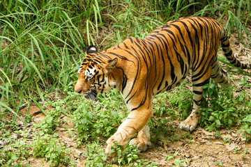 Tiger in the forest, Tiger walking closeup