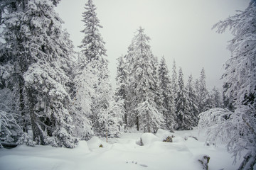 Winter forest of Southern Ural