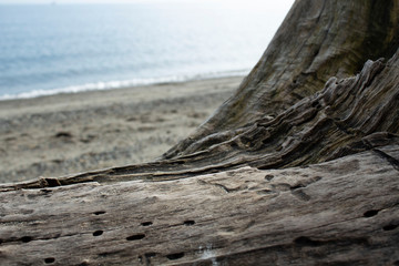 Driftwood on beach point of view 