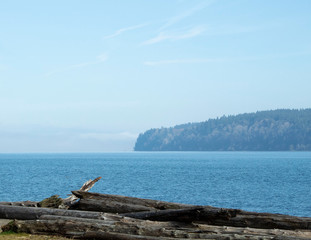 Fototapeta na wymiar Driftwood on the coast line