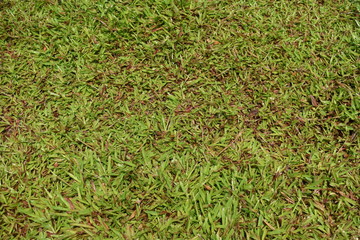 green grass texture background