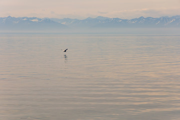 Low flying over lake Baikal Seagull is reflected in the water against the blue mountains on the horizon