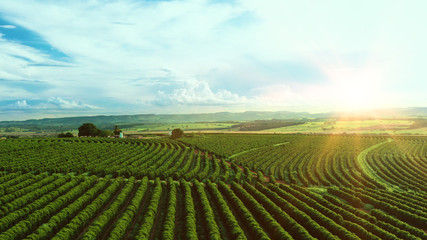 Aerial image of coffee plantation in Brazil, at sunset time - obrazy, fototapety, plakaty