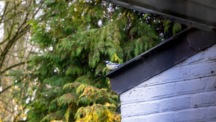 Great tit on a roof