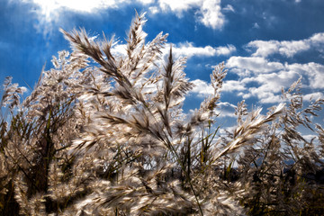 Fototapeta premium Italy, Campania Monte di Procida - Torrefumo Lake