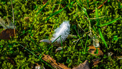 White feather in grass and moss