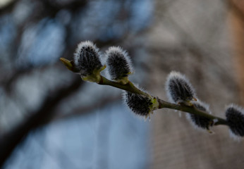 Early spring. Pussy-willow on the blurred background. Spring day in the park.