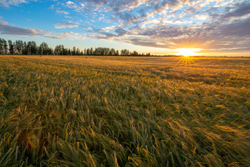 Fototapeta na wymiar Wheat field illuminated by the rays of the setting sun. Agriculture landscape. Beautiful sunset landscape. 