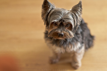 Desenfoque de yorkshire sentado en el salon.