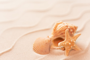Fototapeta na wymiar soft focus summer beach background with shell Seastar, vacation and travel concept, Flat lay top view copy space, Minimal exotic concept. Creative layout of sand waves.