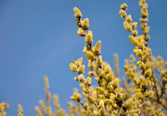  flowering willow  blue sky background