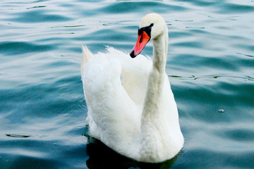 White swan swims on the lake