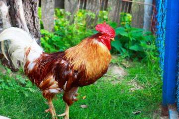 The village rooster