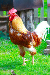 The village rooster
