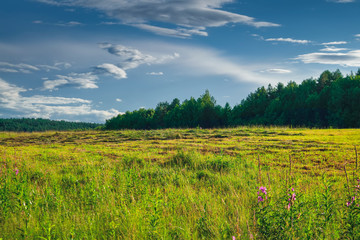 Fototapeta na wymiar Forest meadow field landscape. Summer forest meadow view. Forest meadow scene.