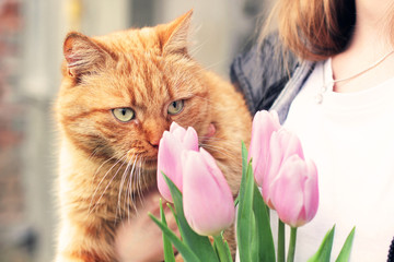 Cat and tulips. Cat and spring. Ginger cat and flowers