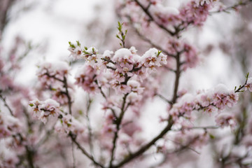 Full flowering almond tree in snowfall. The branches and the flower of the tree were covered with snow.