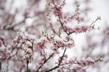 Full flowering almond tree in snowfall. The branches and the flower of the tree were covered with snow.