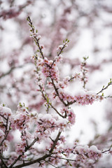 Full flowering almond tree in snowfall. The branches and the flower of the tree were covered with snow.