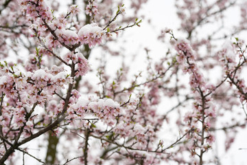 Full flowering almond tree in snowfall. The branches and the flower of the tree were covered with snow.