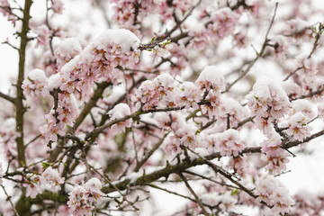 Full flowering almond tree in snowfall. The branches and the flower of the tree were covered with snow.