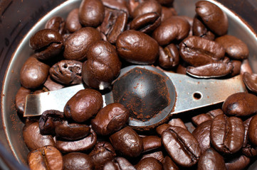 coffee beans in a coffee grinder