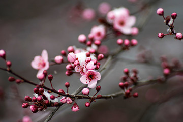 blood plum tree spring bloom with pink flowers.