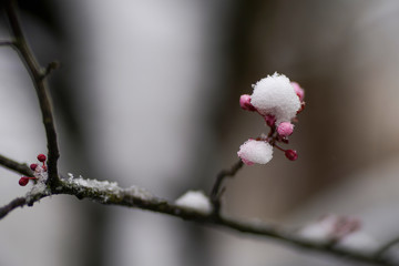 Blood plum tree spring bloom with pink flowers. The snow covered the flowers.