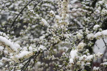 Blooming plum tree, plum tree branch, covered with white flowers and background foliage. The branches and flowers were covered with snow.