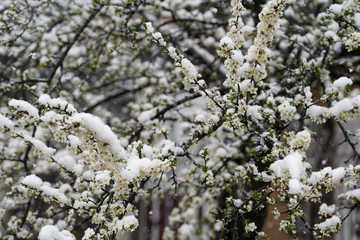 Blooming plum tree, plum tree branch, covered with white flowers and background foliage. The branches and flowers were covered with snow.