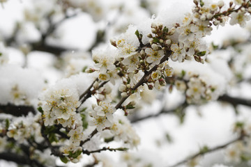 Blooming plum tree, plum tree branch, covered with white flowers and background foliage. The branches and flowers were covered with snow.