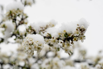 Blooming plum tree, plum tree branch, covered with white flowers and background foliage. The branches and flowers were covered with snow.