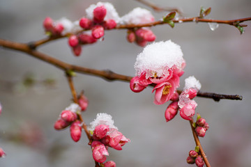 Spring tree blooms with pink flowers in March. The snow covers the flowers.
