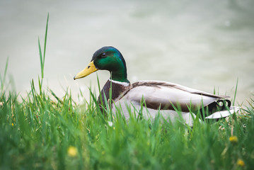 wild ducks swim in the lake and walk on the grass