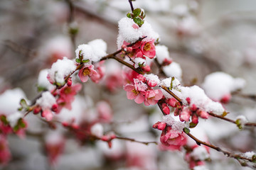 Spring tree blooms with pink flowers in March. The snow covers the flowers.