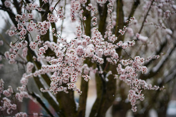 Beautifully blooming cherry tree with pink flowers in March. The snow covers the flowers.