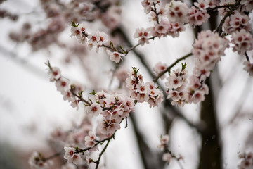 Beautifully blooming cherry tree with pink flowers in March. The snow covers the flowers.