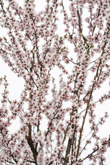 Beautifully blooming cherry tree with pink flowers in March. The snow covers the flowers.