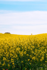 Obraz premium yellow field of rape