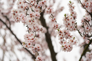Beautifully blooming cherry tree with pink flowers in March. The snow covers the flowers.