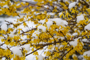 Beautiful spring seasonal characteristic street flower with yellow laburnums in the city park. The snow covers the flowers. Hungary, Europe