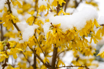 Beautiful spring seasonal characteristic street flower with yellow laburnums in the city park. The snow covers the flowers. Hungary, Europe