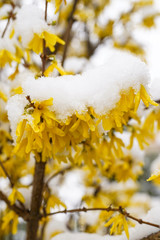 Beautiful spring seasonal characteristic street flower with yellow laburnums in the city park. The snow covers the flowers. Hungary, Europe