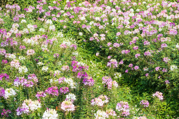 Pink And White Spider flower(Cleome flower) in the garden