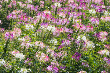 Pink And White Spider flower(Cleome flower) in the garden