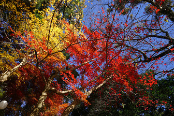 日本楓の紅葉風景
